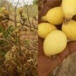 Gardenia erubescens Fruit