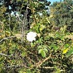 Rosa caninaFlower