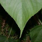 Acalypha macrostachya List