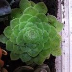 Aeonium tabulaeforme Lapas