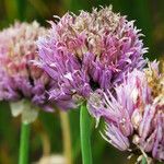 Allium schoenoprasum Flor