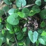 Asarum caudatum ᱥᱟᱠᱟᱢ