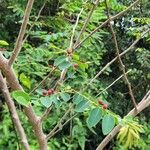 Breynia vitis-idaea Plod