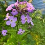 Hesperis matronalisFlower