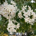 Cordia alliodora Flower