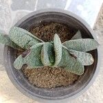 Gasteria excelsa Hostoa