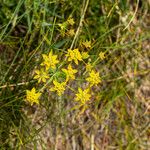 Bupleurum ranunculoides花