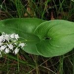 Maianthemum bifolium 花