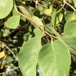 Pseudolachnostylis maprouneifolia 葉