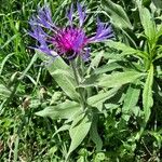 Centaurea triumfettiiFlor