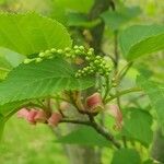 Acer capillipes Кветка