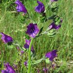 Echium plantagineum Flower