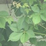 Parthenocissus quinquefolia ഇല