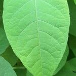 Reynoutria japonica Leaf