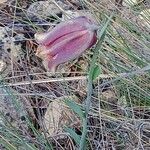 Fritillaria lusitanica Kvet