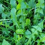 Taraxacum officinale Leaf