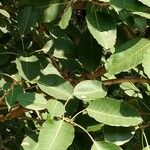 Ficus virens ഇല
