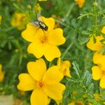 Tagetes tenuifolia Fula