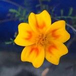 Tagetes tenuifoliaКветка