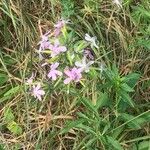 Saponaria officinalisLeaf