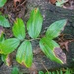 Maianthemum racemosum 葉
