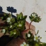 Androsace maxima Fula