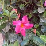 Mandevilla laxaFlor