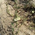 Xenostegia tridentata Hábito