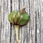 Chlorophytum comosum Fruit