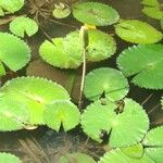 Nymphaea lotus 葉