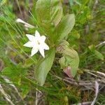Lysimachia europaea Flower