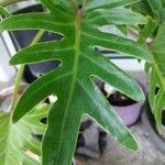 Philodendron elegans Blad