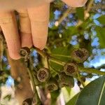 Lophostemon confertus Fruit