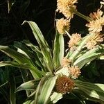 Dracaena fragrans Flor