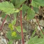 Malope malacoides 葉