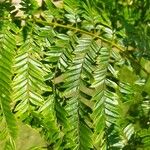 Jacaranda cuspidifolia Hoja