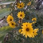 Helianthus grosseserratusFlors