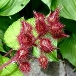 Rubus phoenicolasius Fruit