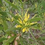 Acacia spirorbis Lorea
