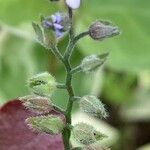 Myosotis laxa Fruit