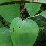 Polygonatum latifolium 葉