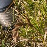 Carex muskingumensis Leaf