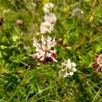 Trifolium pallescens 花