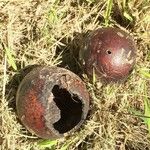 Strychnos madagascariensis Fruit
