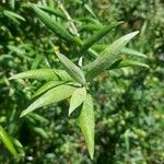 Buddleja saligna Leaf