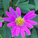 Senecio elegans Flower