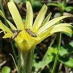Scorzonera aristata 花