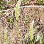 Polypogon monspeliensis Habit