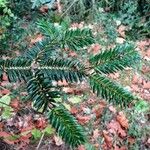 Abies numidica Altul/Alta