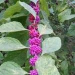 Callicarpa americana Other